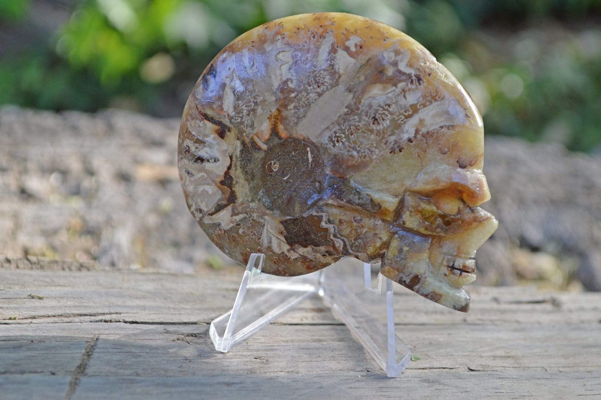 Crystal Skulls Carved Ammonite Fossils - Skulls
