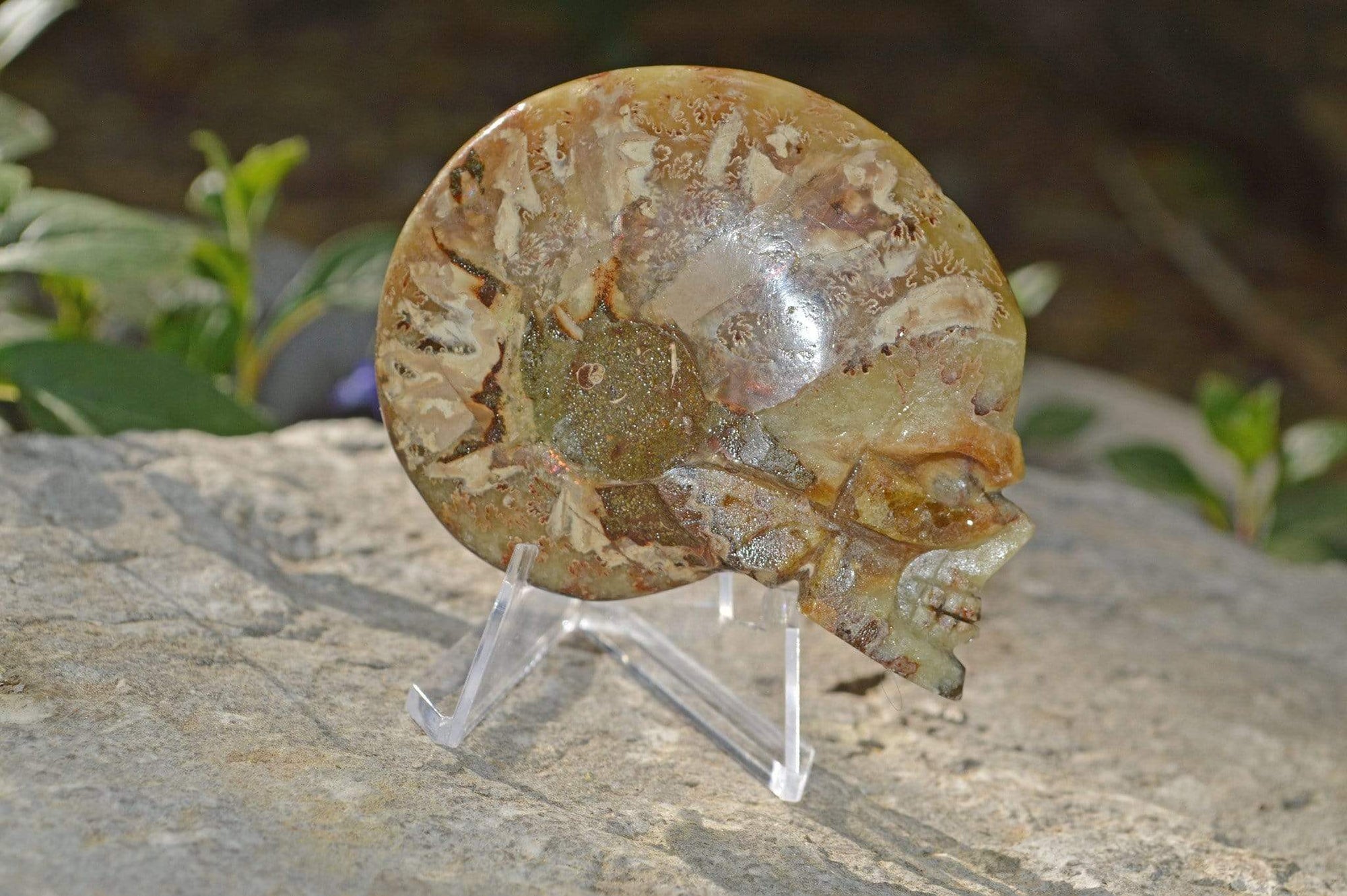 Crystal Skulls Carved Ammonite Fossils - Skulls
