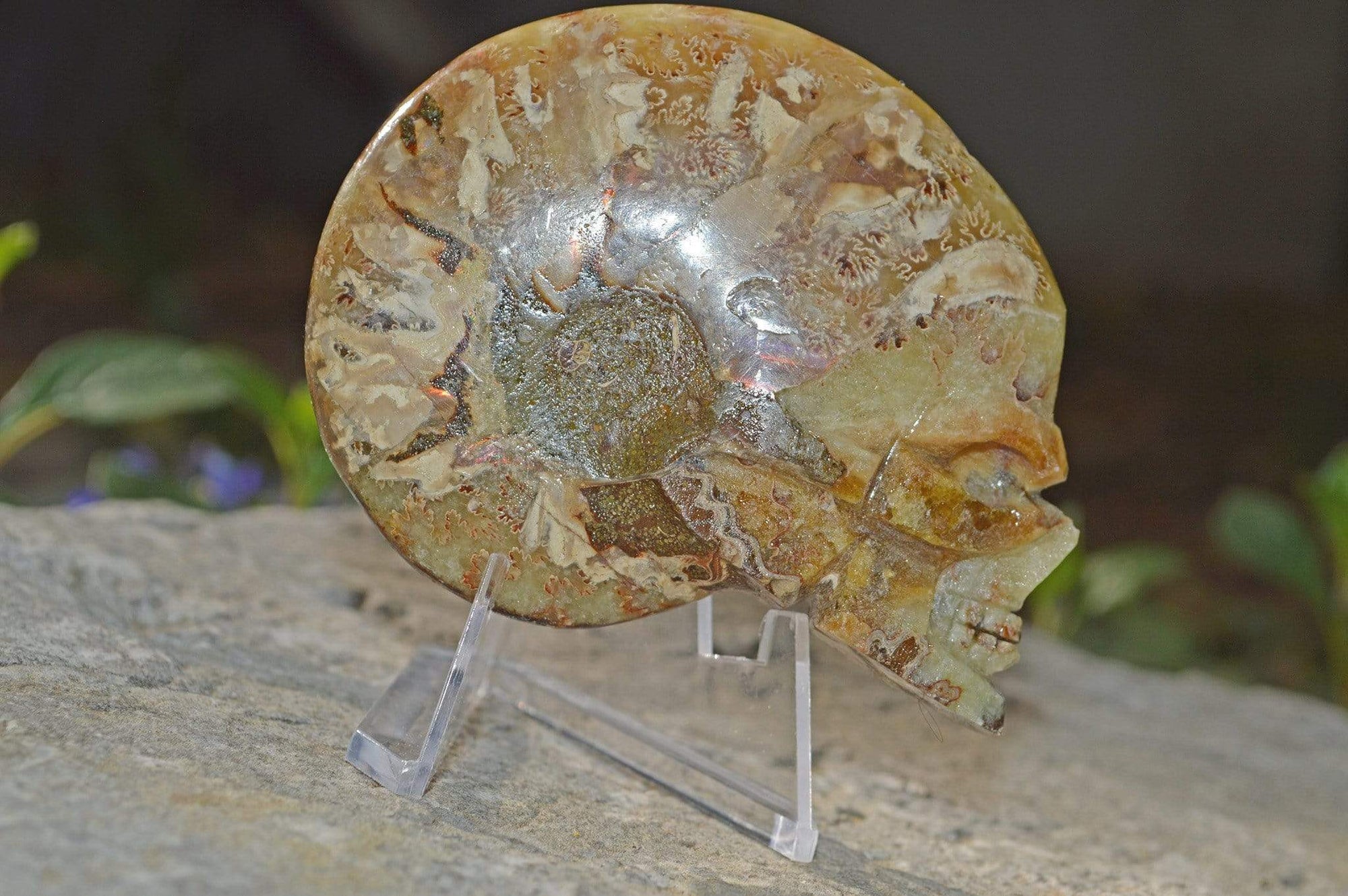 Crystal Skulls Carved Ammonite Fossils - Skulls