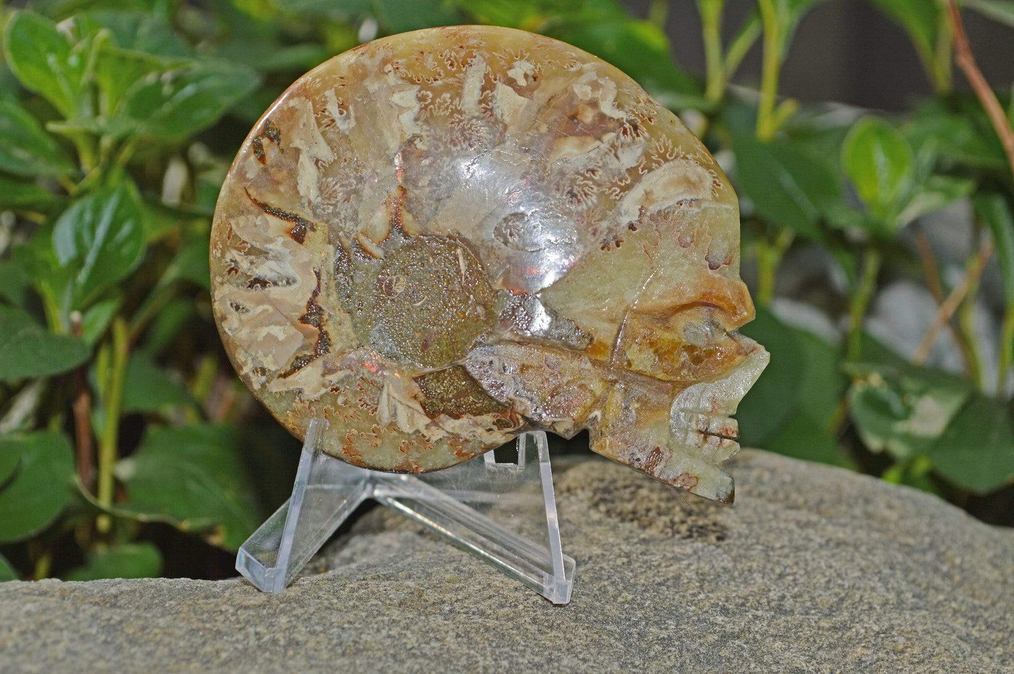 Crystal Skulls Carved Ammonite Fossils - Skulls