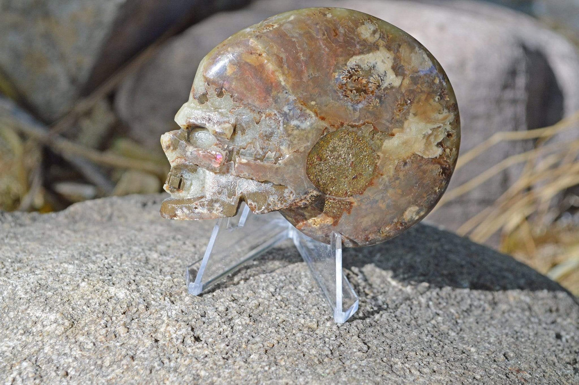 Crystal Skulls Carved Ammonite Fossils - Skulls