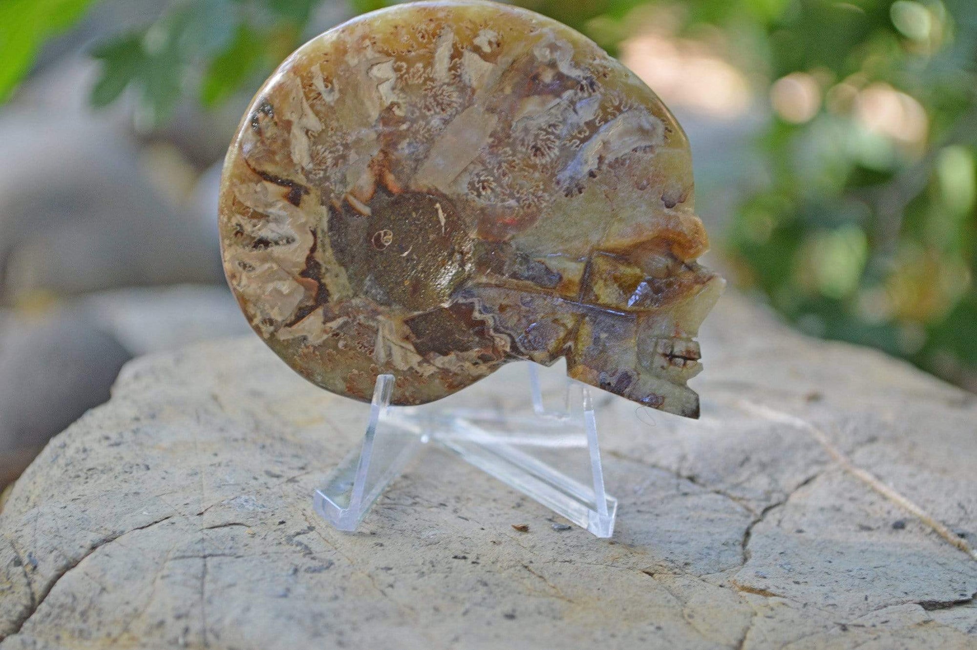 Crystal Skulls Carved Ammonite Fossils - Skulls