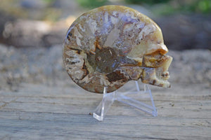 Crystal Skulls Carved Ammonite Fossils - Skulls