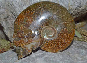 Crystal Skulls Carved Ammonite Fossils - Skulls