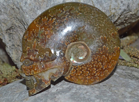 Carved Ammonite Fossils - Skulls