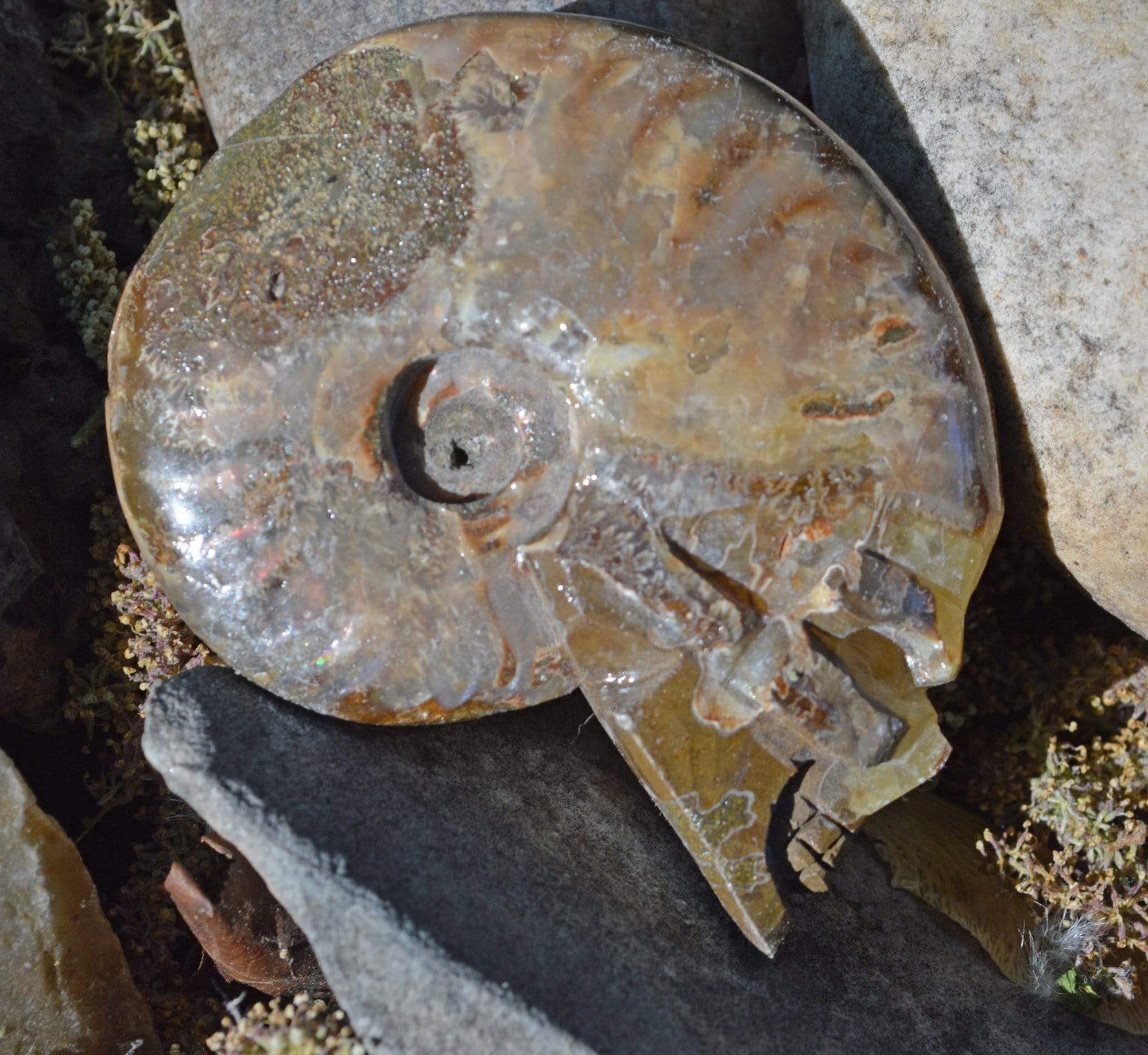 Crystal Skulls Carved Ammonite Fossils - Skulls