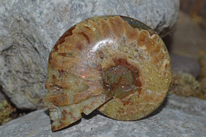 Crystal Skulls Carved Ammonite Fossils - Skulls