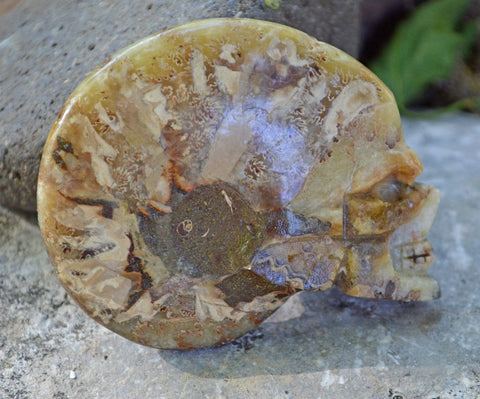 Carved Ammonite Fossils - Skulls