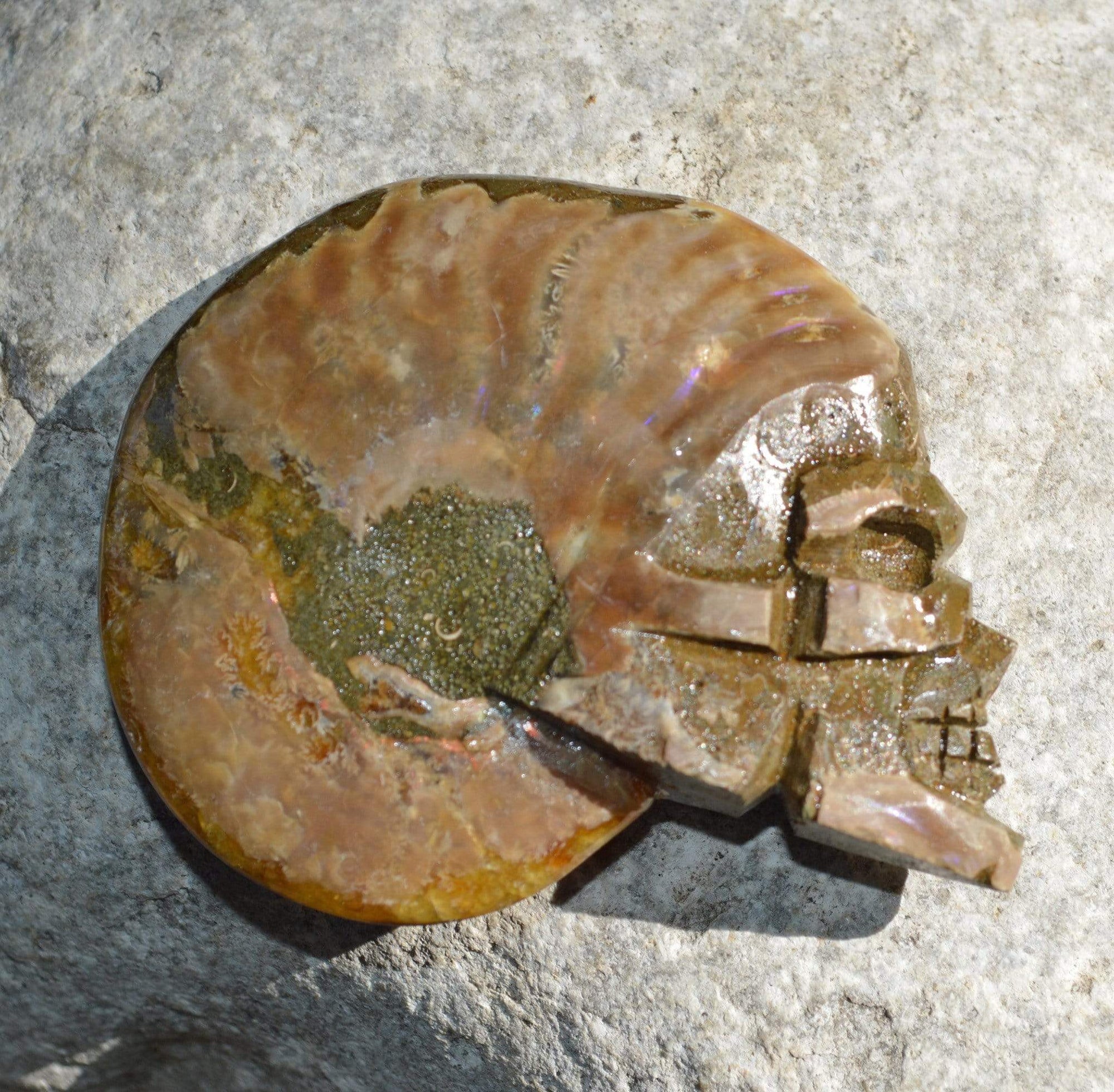 Crystal Skulls Carved Ammonite Fossils - Skulls
