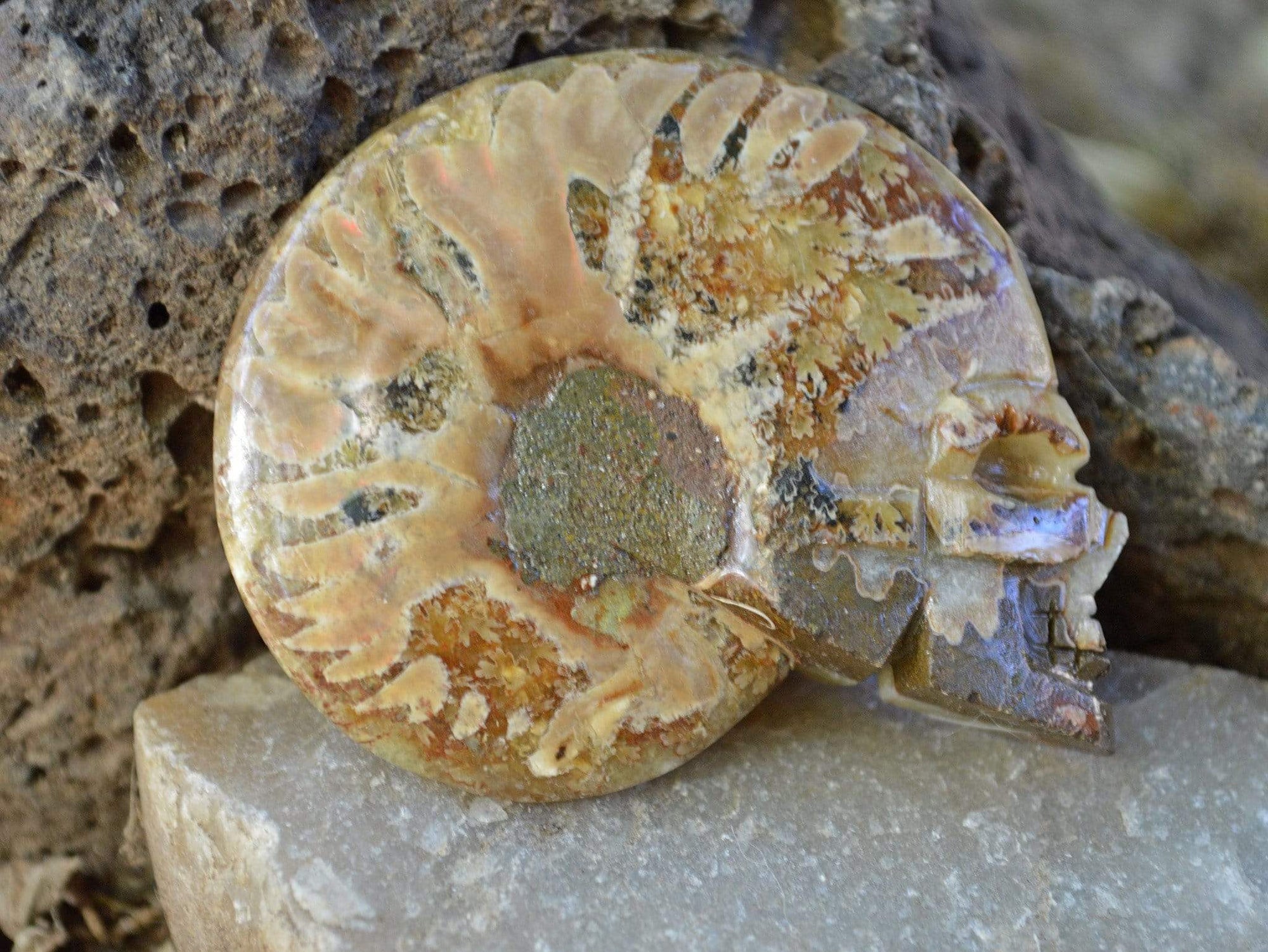 Crystal Skulls Carved Ammonite Fossils - Skulls