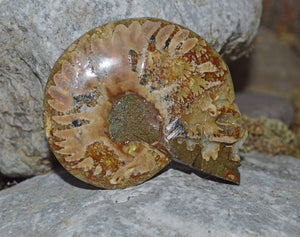 Crystal Skulls Carved Ammonite Fossils - Skulls