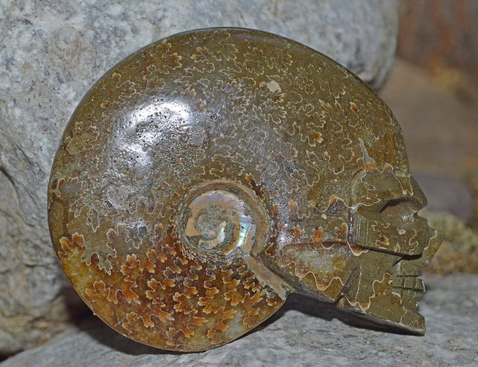 Crystal Skulls Carved Ammonite Fossils - Skulls