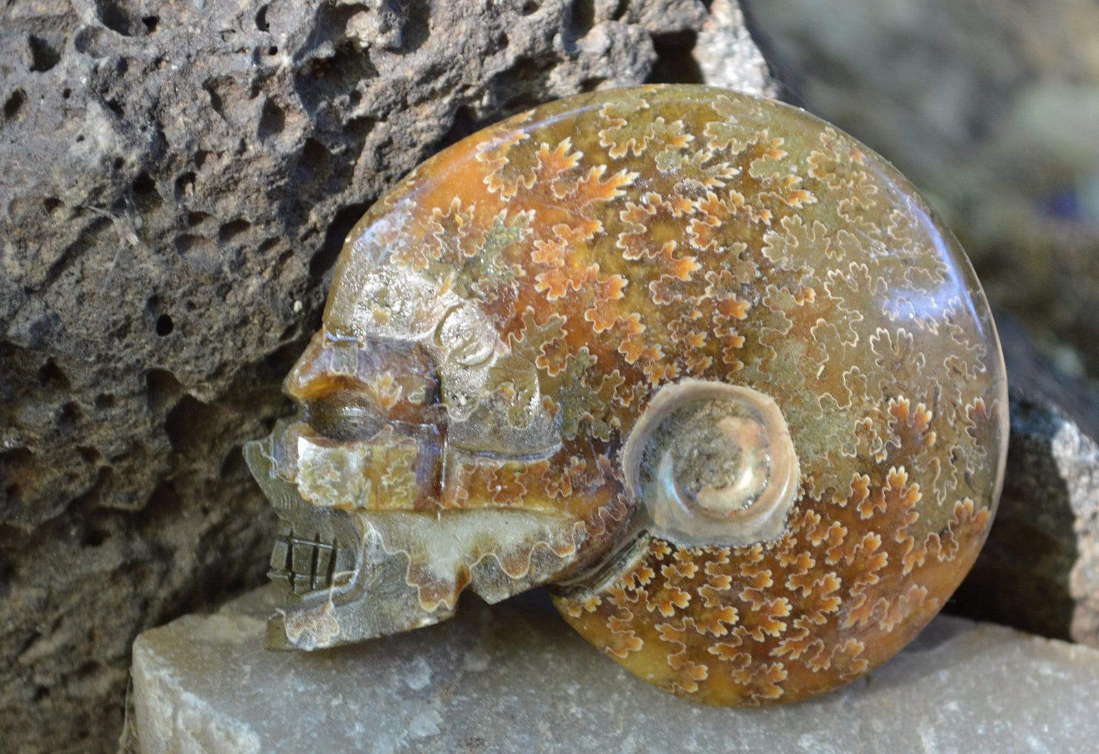 Crystal Skulls Carved Ammonite Fossils - Skulls