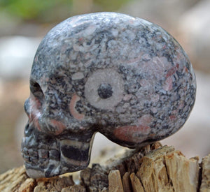 Crystal Skulls Crinoid Fossil Skull II - 2"