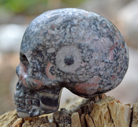 Crinoid Fossil Skull II - 2