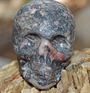 Crystal Skulls Crinoid Fossil Skull II - 2"