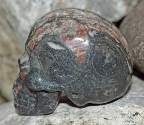 Crinoid Fossil Skull III - 2