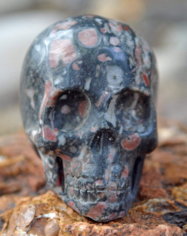 Crinoid Fossil Skull III - 2