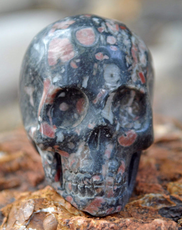 Crystal Skulls Crinoid Fossil Skull III - 2"