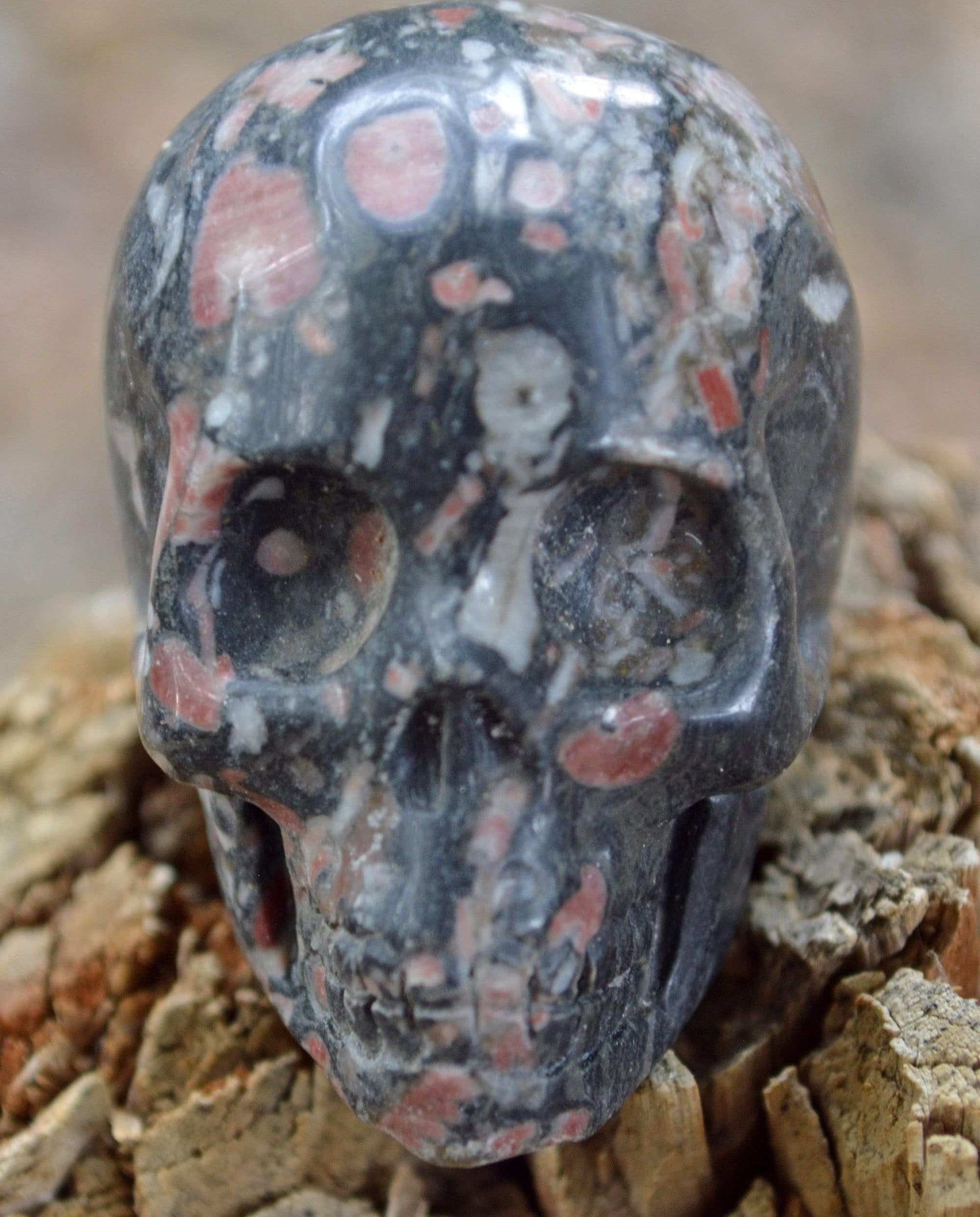 Crystal Skulls Crinoid Fossil Skull III - 2"