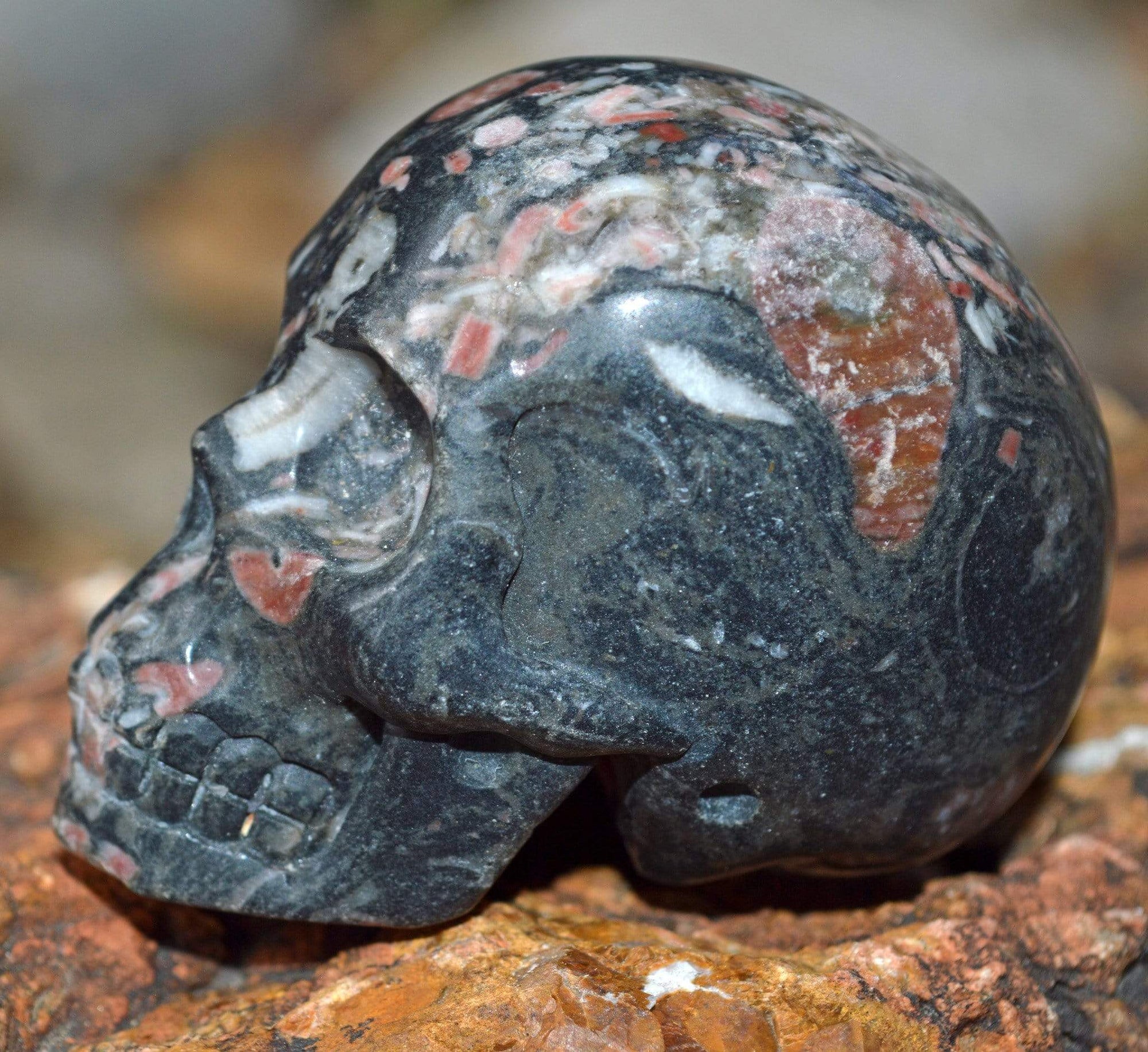 Crystal Skulls Crinoid Fossil Skull III - 2"