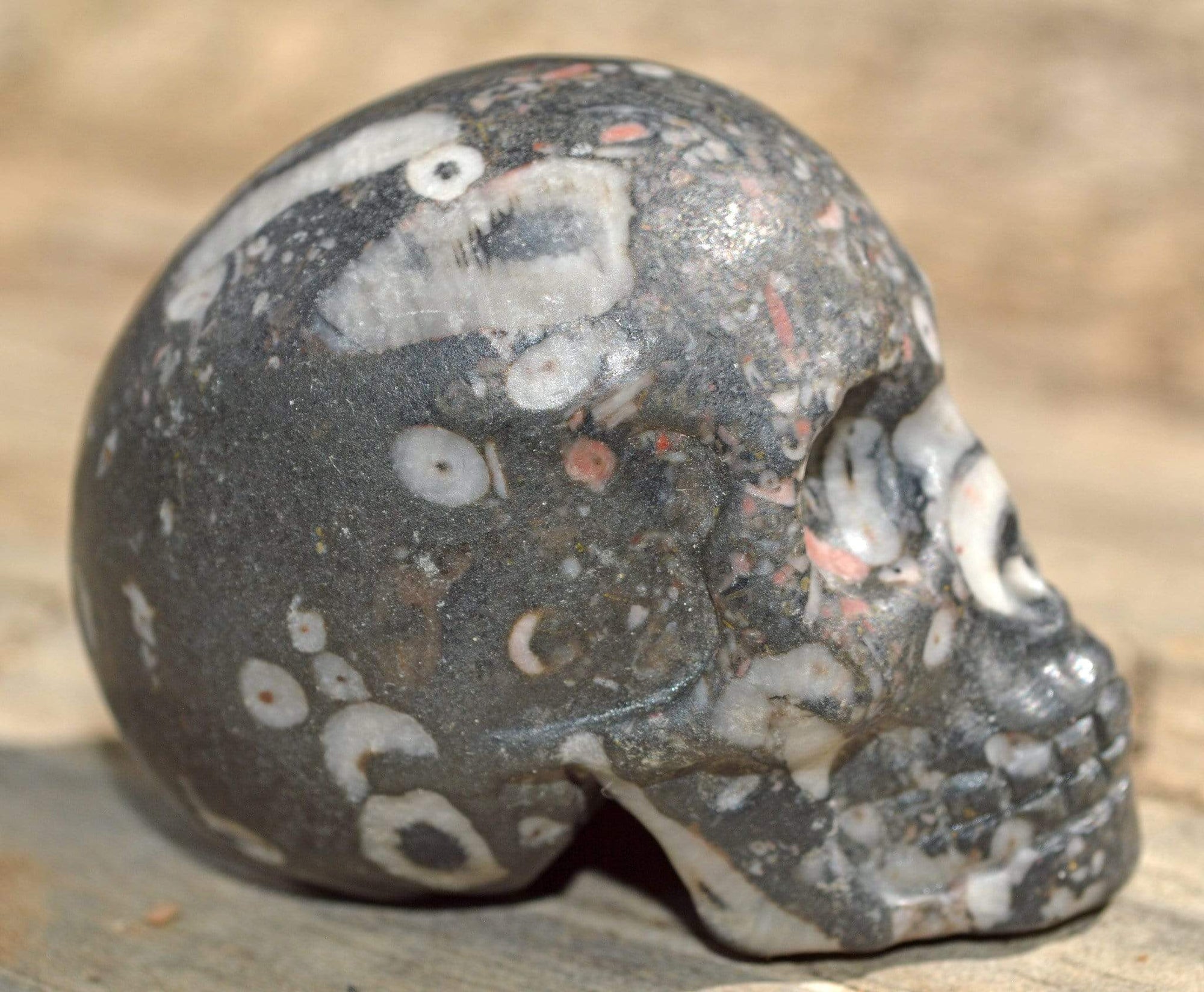 Crystal Skulls Crinoid Fossil Skull IV - 2"