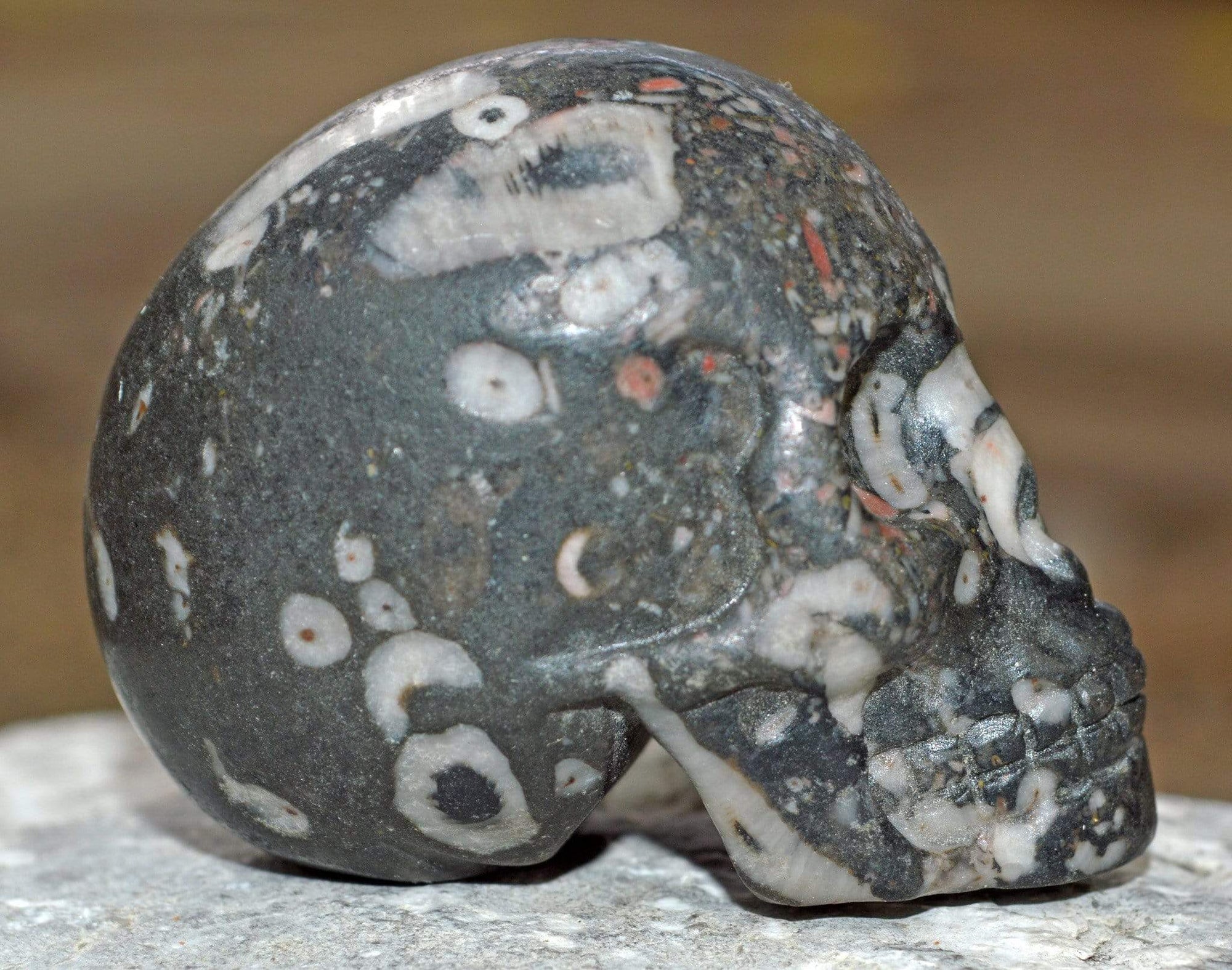 Crystal Skulls Crinoid Fossil Skull IV - 2"