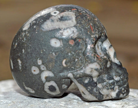 Crinoid Fossil Skull IV - 2