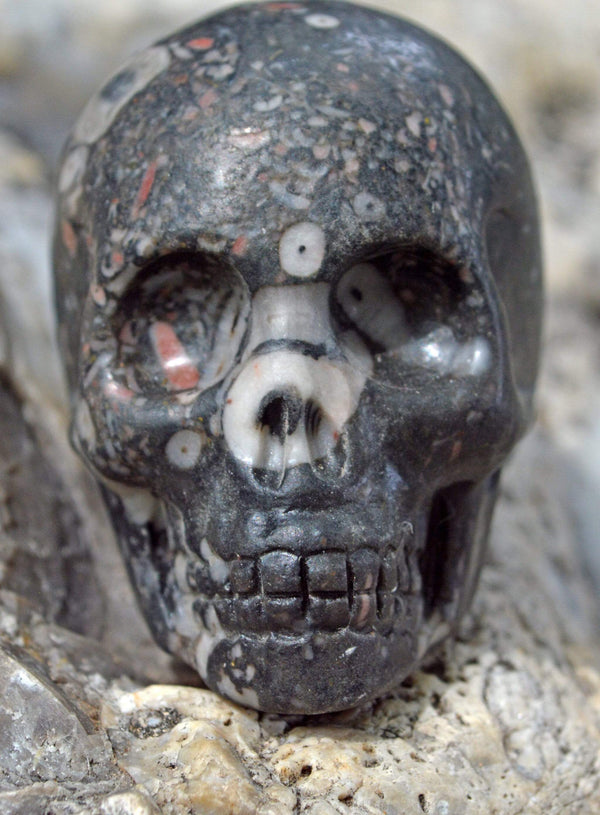 Crystal Skulls Crinoid Fossil Skull IV - 2"