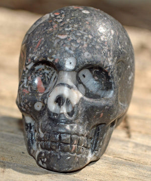 Crystal Skulls Crinoid Fossil Skull IV - 2"
