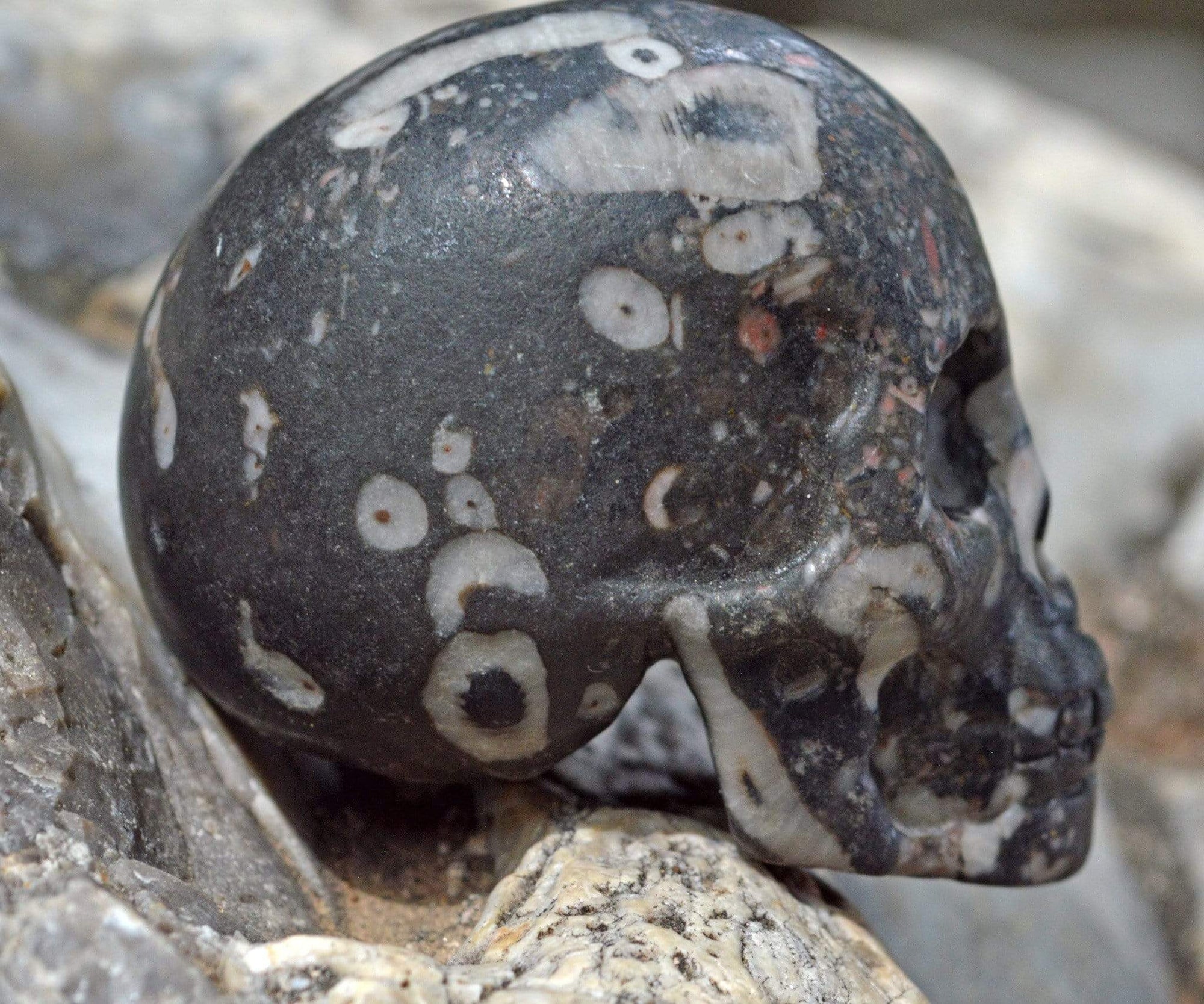 Crystal Skulls Crinoid Fossil Skull IV - 2"