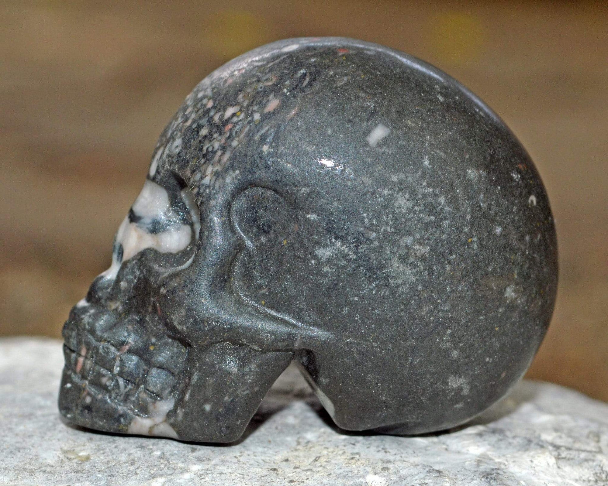 Crystal Skulls Crinoid Fossil Skull IV - 2"