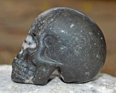 Crinoid Fossil Skull IV - 2