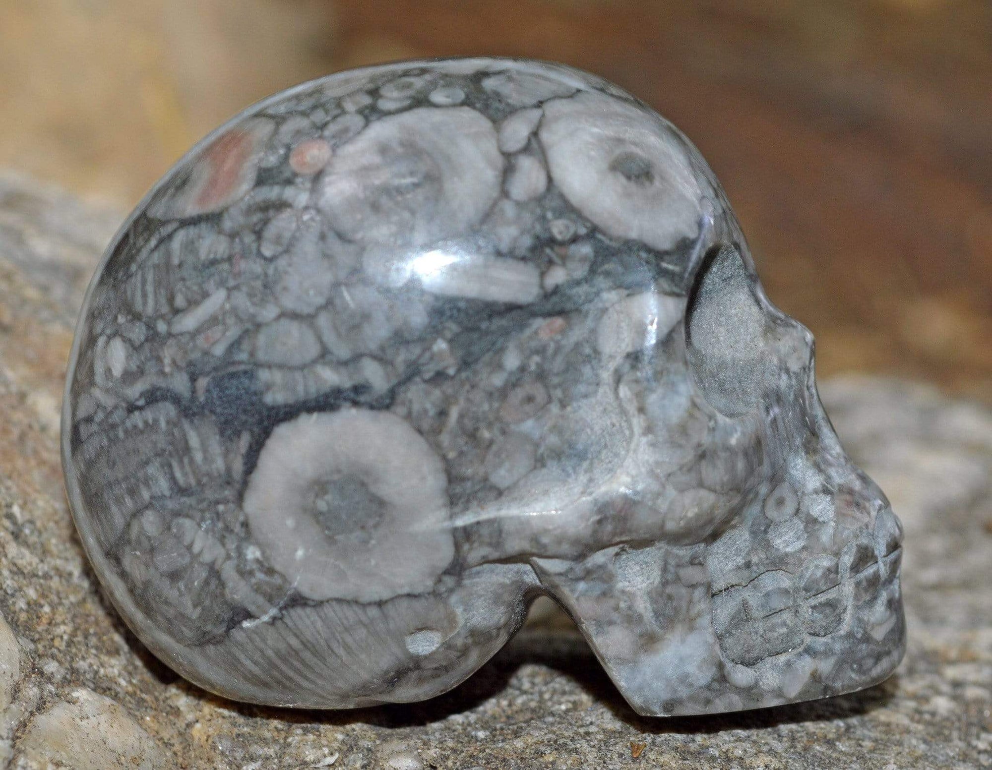 Crystal Skulls Crinoid Fossil Skull V - 2"