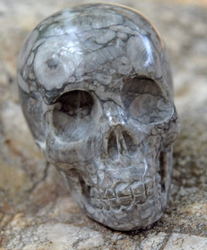 Crystal Skulls Crinoid Fossil Skull V - 2"