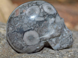 Crystal Skulls Crinoid Fossil Skull V - 2"