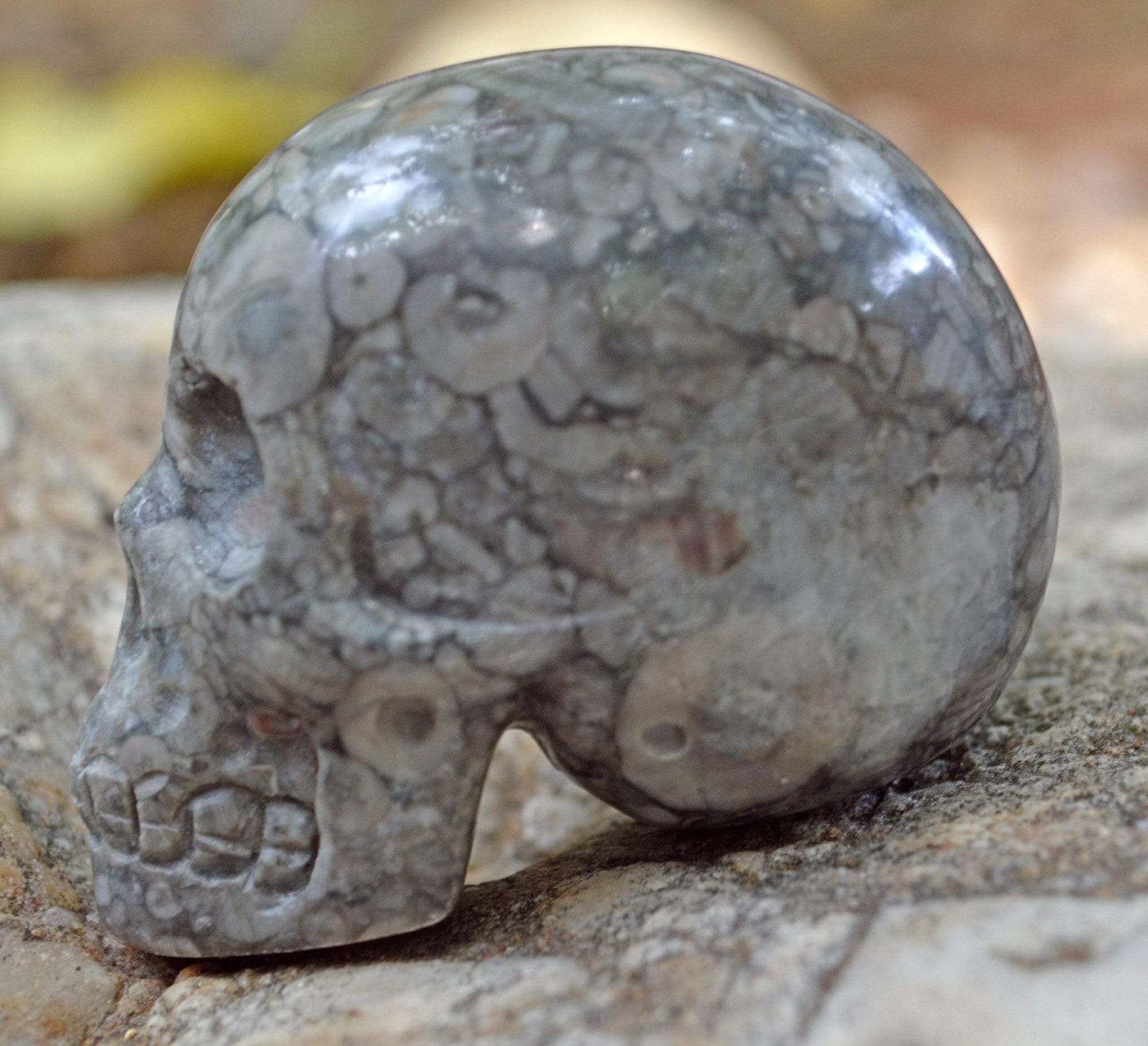 Crystal Skulls Crinoid Fossil Skull V - 2"