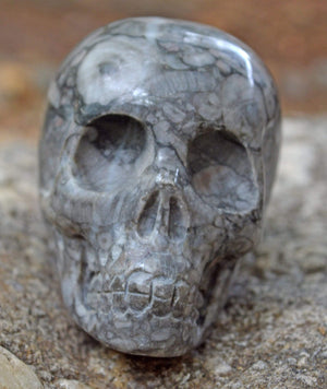 Crystal Skulls Crinoid Fossil Skull V - 2"