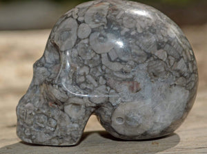 Crystal Skulls Crinoid Fossil Skull V - 2"