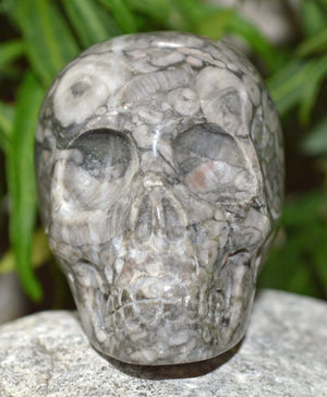 Crystal Skulls Crinoid Fossil Skull V - 2"