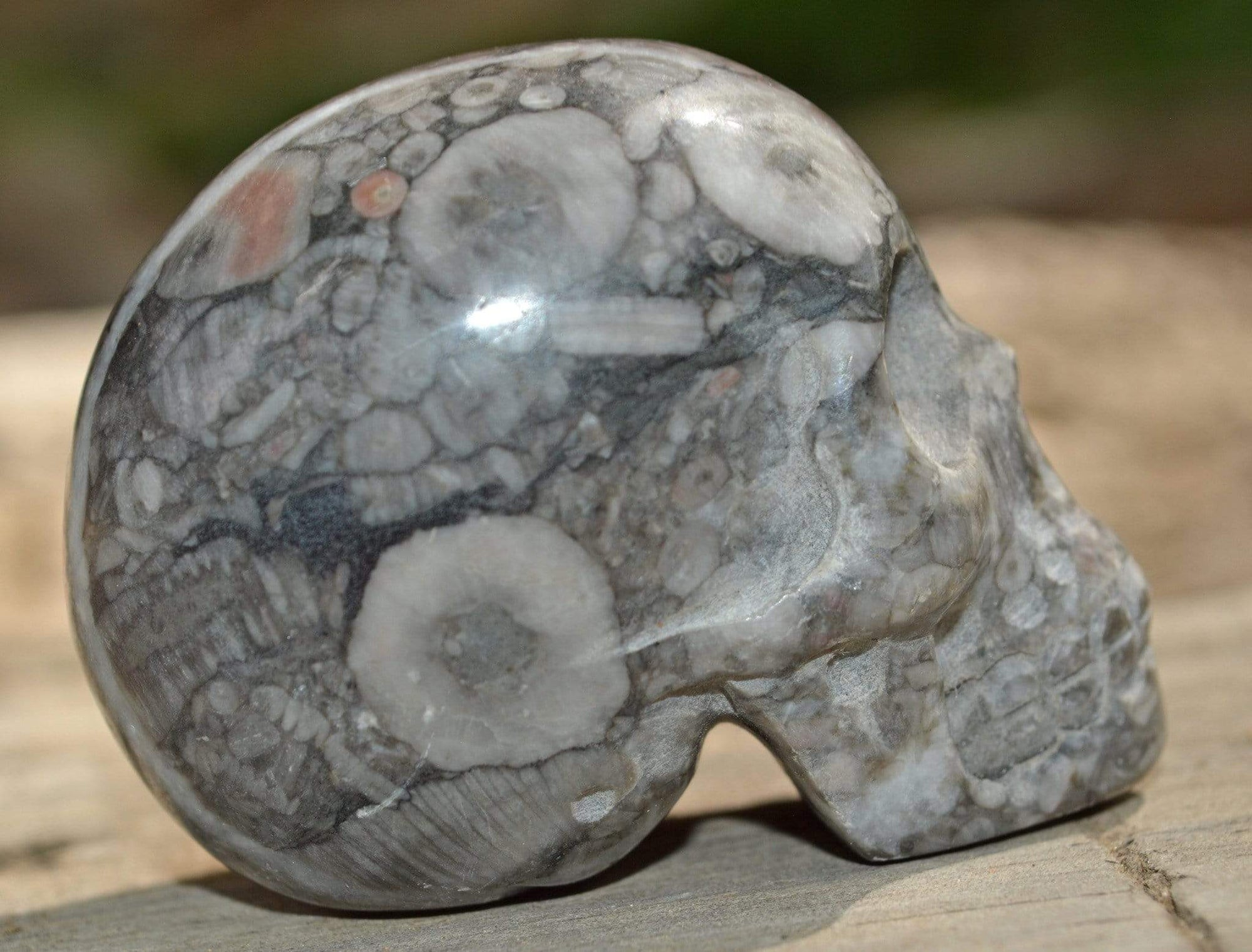 Crystal Skulls Crinoid Fossil Skull V - 2"