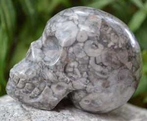 Crystal Skulls Crinoid Fossil Skull V - 2"