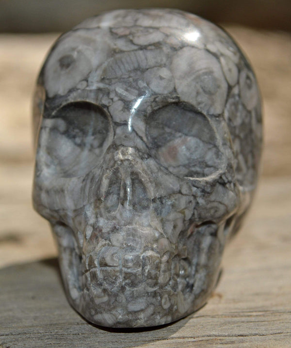 Crystal Skulls Crinoid Fossil Skull V - 2"