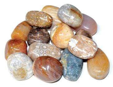 Crystal Tumbled Coral - Tumbled Fossil - 1 lb