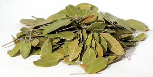 Herbals Bearberry, leaf 2oz. (Uva-Ursi)