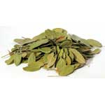 Herbals Bearberry Mexican, whole 1oz. (Uva Ursi)