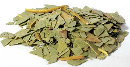 Herbals Eucalyptus, cut 1lb. (Eucalyptus Globulus)