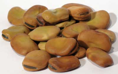 Herbals Mojo Wish Beans, 1lb. (Vicia Faba)