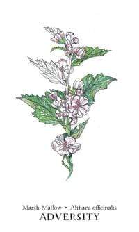 Oracle Cards Hedgewitch Botanical Oracle by Siolo Thompson