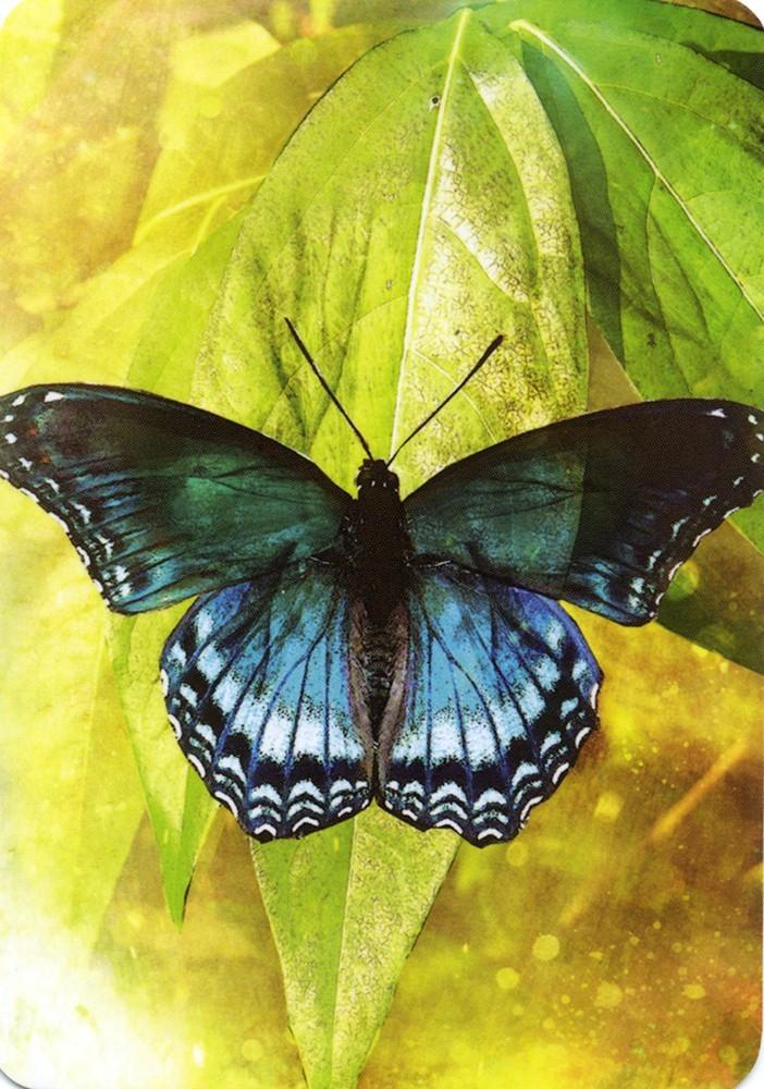 Reading Cards Butterfly Affirmations by Alana Fairchild